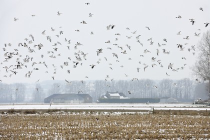 France, Ille-et-Vilaine (35), le polder du Mont-Saint-Michel, mouettes et canards
