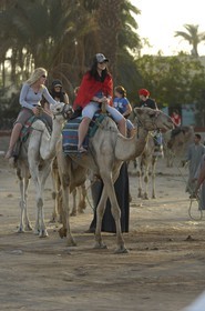 Egypte, Haute Egypte, vallée du Nil, Louxor, la rive ouest, promenade à dos de dromadaire