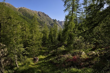 France, Alpes-Maritimes, parc national du Mercantour ( Mercantour national park), Haute-Vesubie, trek in the Gordolasque valley through a forest of larch trees