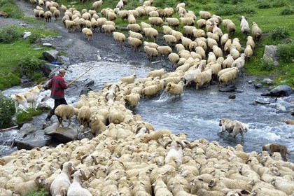 Georgia, Kakheti, Tusheti National Park, Alazani River Valley in the mountains of Pirikiti, Parsma (Baso), shepherd and his flock of sheep crossing the river