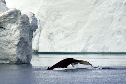 Groenland, cote ouest, baie de Disko, Ilulissat, fjord glacé classé Patrimoine Mondial de l'UNESCO qui est l’embouchure maritime du glacier Sermeq Kujalleq, queue d'une baleine à bosse ou rorqual à bosse (Megaptera novaeangliae) en plongée devant un iceberg