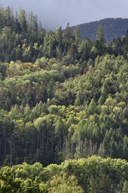 France, Haut Rhin, Ballons des Vosges Regional Natural Park, Fellering, La Tete des Perches mountain, beech and pine forest