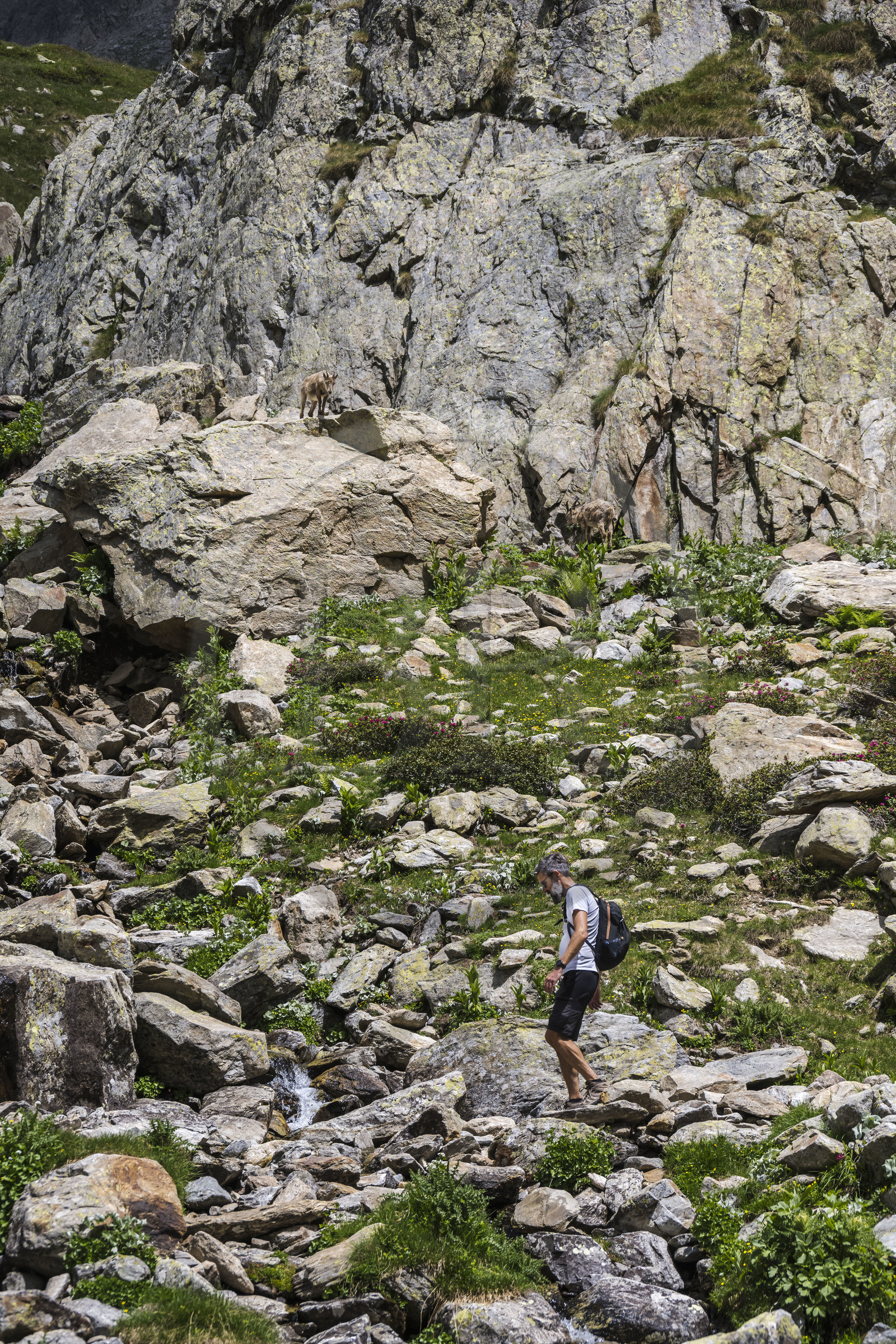 France, Alpes-Maritimes (06), parc national du Mercantour, Haute-Vésubie, Saint-Martin-Vésubie, Val du Haut Boréon, bouquetin des Alpes (Capra ibex) femelle appelée étagne vers le lac de Trécolpas