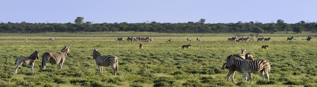 Namibia, Oshikoto region, Etosha National Park, lion and lionesses (Panthera leo) hunting approaching a herd of Burchell's zebras (Equus burchellii)