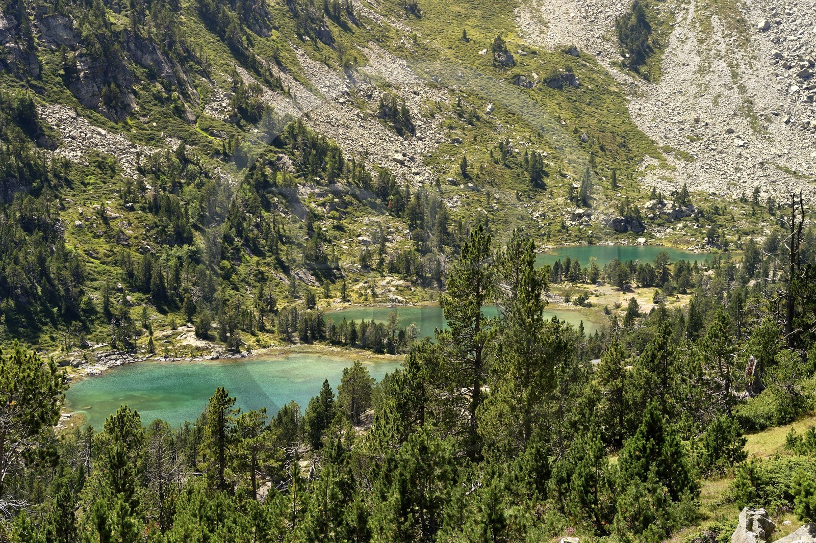 France, Hautes-Pyrénées (65), Saint-Lary-Soulan, Réserve naturelle nationale du Néouvielle, randonnée des lacs du Neouvielle, les Laquettes