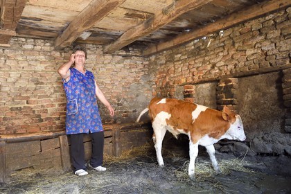 Roumanie, Transylvanie, région de Sighisoara, village de Movile, fermière avec un veau