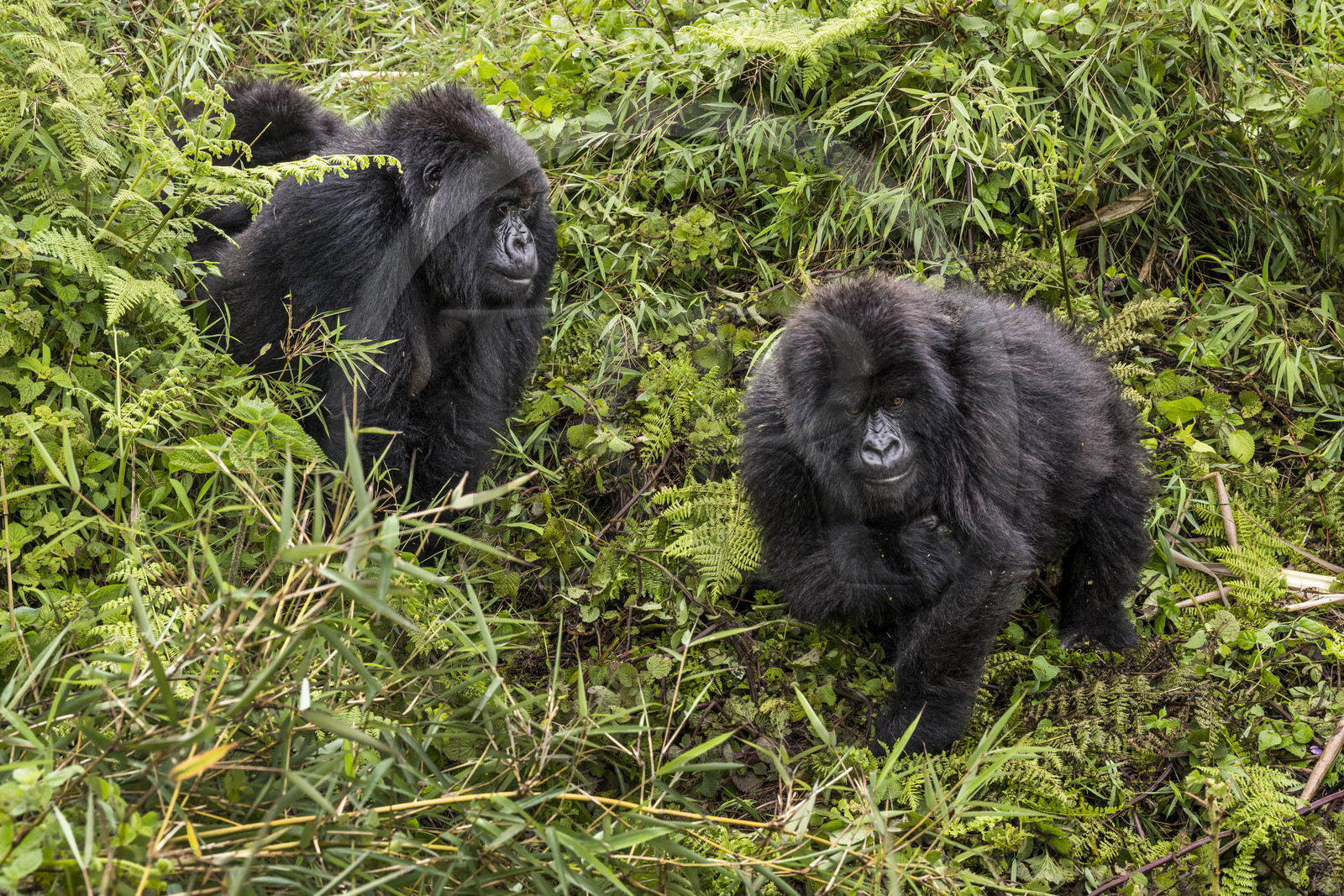Rwanda, Province du Nord, Parc National des Volcans dans la chaine des Monts Virunga, mont Karisimbi, gorilles des montagnes (Gorilla beringei beringei) du groupe Susa