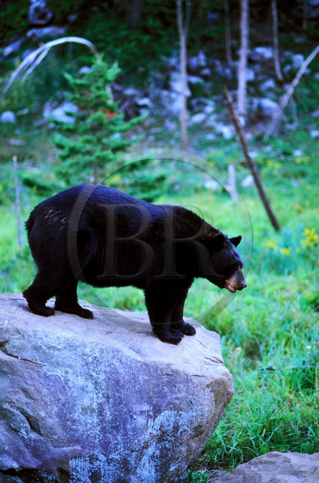 Canada, Quebec Province, black bear in La Verendrye Wildlife Reserve