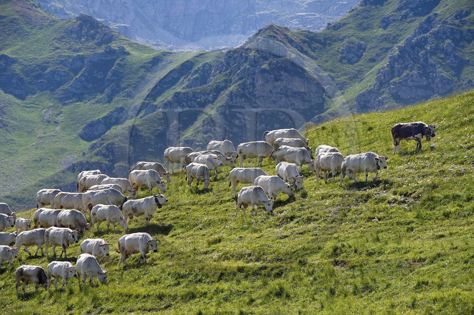 France, Alpes-Maritimes (06), vallée de la Roya (arrière-pays niçois), au pied du parc national du Mercantour, troupeau de vaches piemontaises en alpage au col de Tende