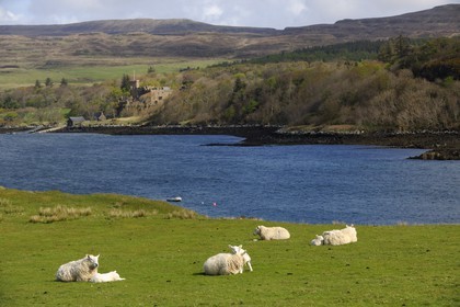 Royaume-Uni, Ecosse, région des Highlands, les Hébrides, île de Skye, moutons et leurs agneaux devant le château de Dunvegan du clan MacLeod
