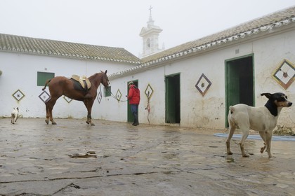 Spain, Andalusia, Seville Province, Utrera, Finca El Pinganillo, the property stud