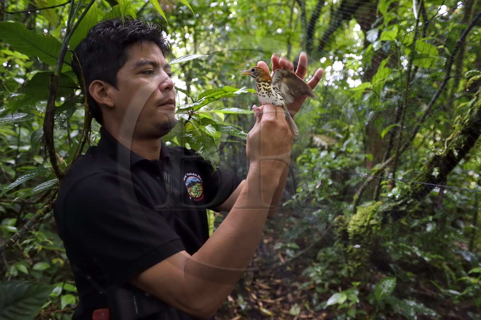 Nicaragua, département de Granada, Réserve naturelle du volcan Mombacho, le biologiste Roger Mendieta de l'ONG fondation Cocibolca ayant attrapé une Grive des bois (Hylocichla mustelina) dans ses filets pour observation