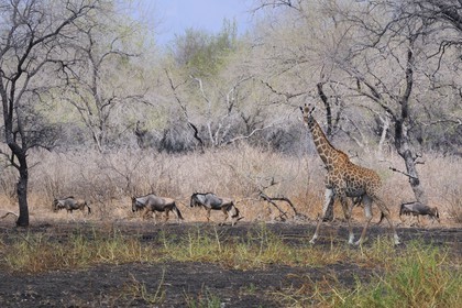 Tanzania, Selous Game Reserve is one of the largest fauna reserves of the world and designated a UNESCO World Heritage Site in 1982, giraffe (Giraffa camelopardalis) and gnus