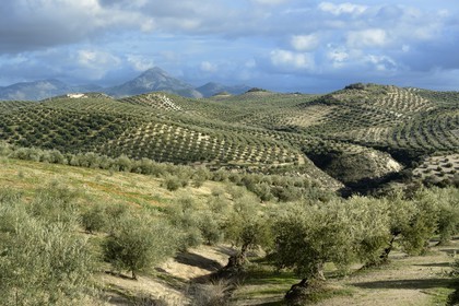 Spain, Andalusia, Jaén Province, olive groves south of Martos between Baena and Alcaudete, the Sierra Magina in the background