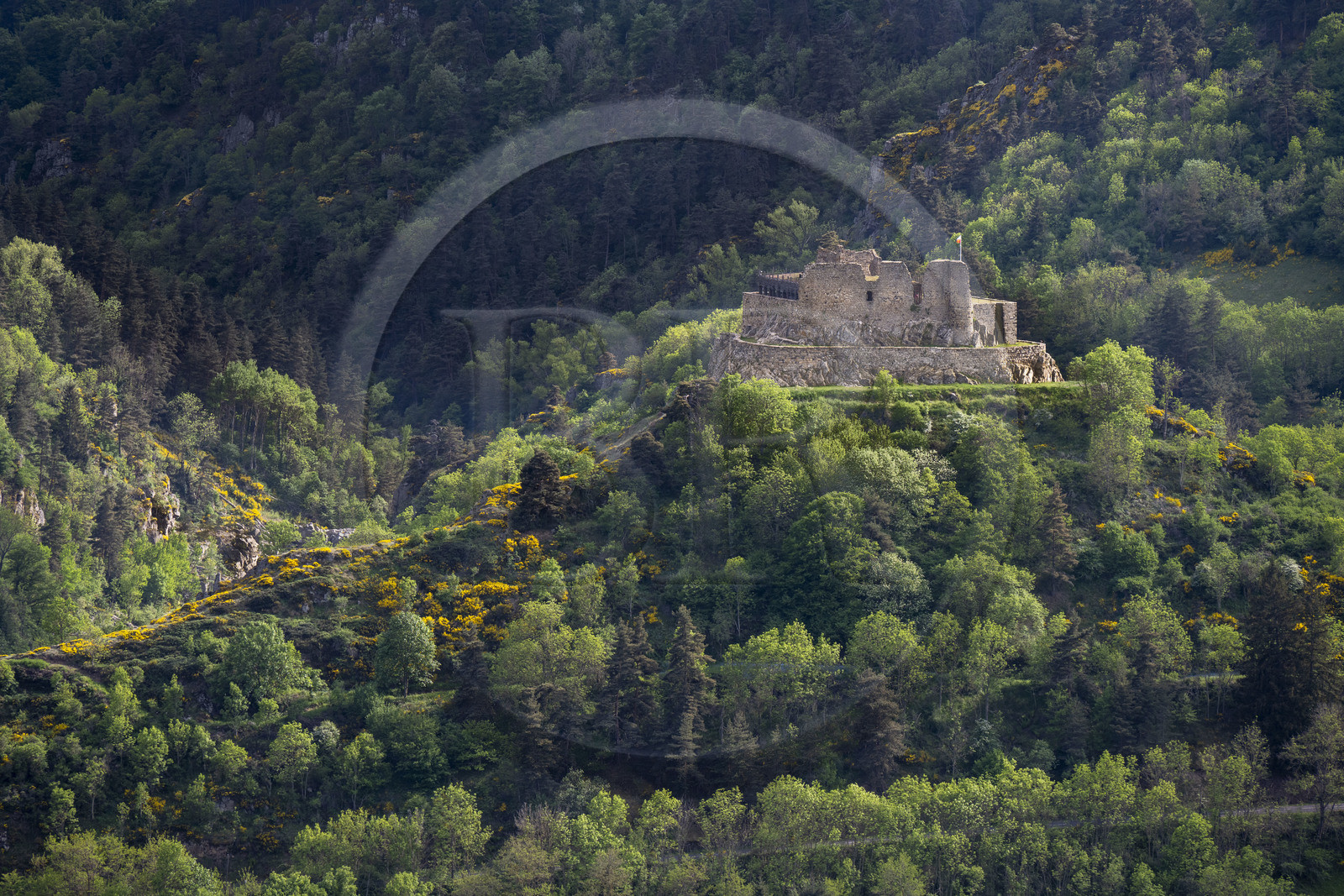 France, Haute-Loire (43), Goudet, Beaufort castle built around 1200 overlooks the Loire Valley, hiking with a donkey on the Robert Louis Stevenson Trail (GR 70)