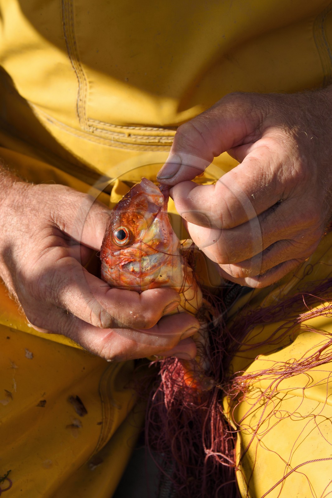 France, Var, Iles d'Hyeres, Parc National de Port Cros (National park of Port Cros), Porquerolles island, Fisherman's Wharf on the village port, Martine and Jean Paul Costes on their boat Le Boucanier sorting the morning's catch
