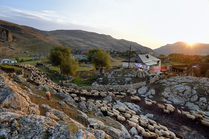 Azerbaïdjan, région de Quba (Guba), chaine de montagne du Grand Caucase, village de Giriz à l'aube, départ des moutons pour les prés