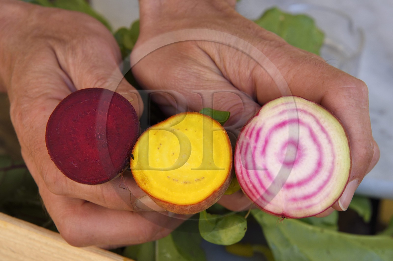 France, Alpes-Maritimes (06), Antibes, betterave rouge, jaune et blanche