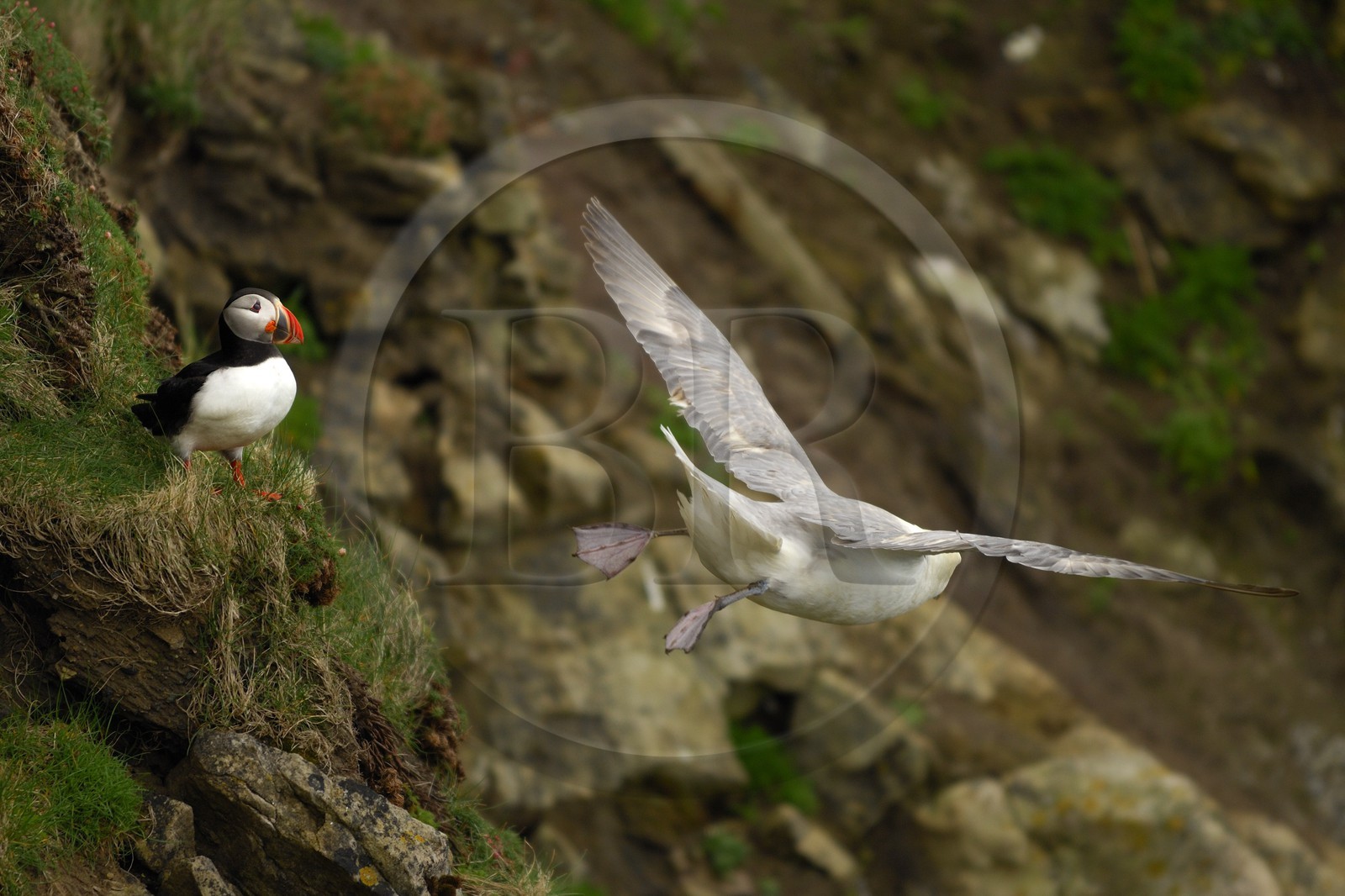 Royaume-Uni, Ecosse, les Shetland, Macareux moine