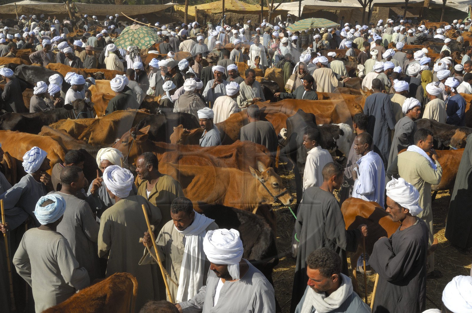 Egypte, Haute Egypte, Daraw au nord d'Assouan, marché aux vaches