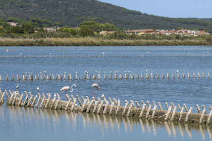 France, Hérault (34), Frontignan, flamants roses (Phoenicopterus roseus) dans l'étang d'Ingril dans les anciens salins