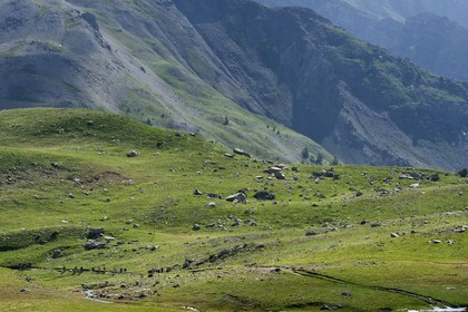 France, Alpes de Haute Provence, Uvernet Fours, Mercantour National Park, Ubaye valley, Cayolle pass (2326 m), hiking trail that climbs through the alpine lawn on the lake tour