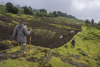 Rwanda, Province du Nord, District de Musanze (Ruhengeri), garde et pisteur du Parc sur les pentes volcaniques du mont Karisimbi dans les montagnes des Virunga en contrebas du Parc national des Volcans où vivent les gorilles, les derniers champs défrichés avant la forêt