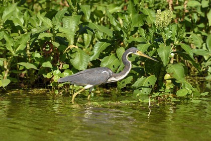 Nicaragua, Ile d'Ometepe réserve mondiale de Biosphère sur le lac Nicaragua, marais le long du Rio Istian, Aigrette bleue (Egretta caerulea)