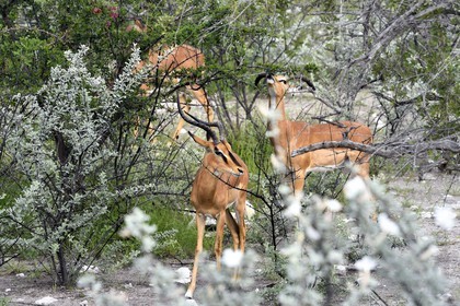 Namibia, Oshikoto region, Etosha National Park, male Black-faced Impala (Aepyceros melampus petersi)