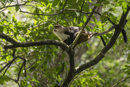 Rwanda, Province de l’Ouest, Nyakabuye, Parc national de Nyungwe, forêt tropicale humide naturelle de Cyamudongo, Cercopithèque de Dent (Cercopithecus denti) femelle avec son petit