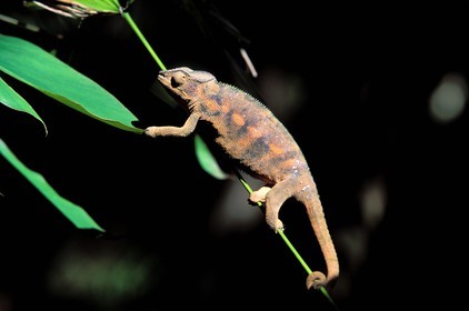 France, île de la Réunion, un caméléon femelle
