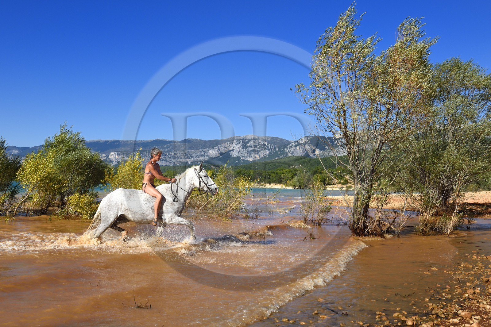France, Var (83), Parc Naturel Régional du Verdon, lac de Sainte Croix, randonnée équestre avec Verdon Equitation