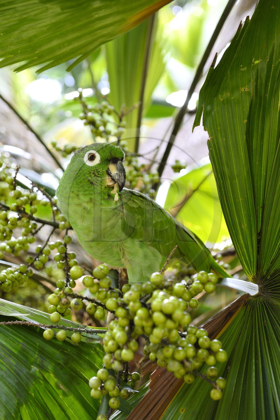 Panama, province de Colon, Portobelo, perroquet vert