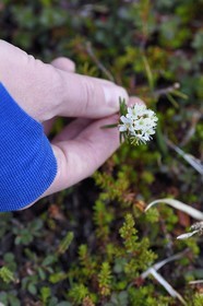 Greenland, west coast, Disko Island, Qeqertarsuaq, marsh Labrador Tea (Rhododendron groenlandicum) also called kayak plant