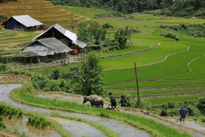Vietnam, Lao Cai province, Sapa district, Ta Phin valley,  rice plantations in terraces by the Black Hmong minority group