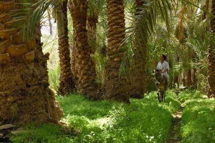 Egypte, Basse-Egypte, désert libyque, oasis de Bahariya (Bahareyya), la palmeraie, paysan sur son ane vérifiant l' état de ses palmiers dattiers