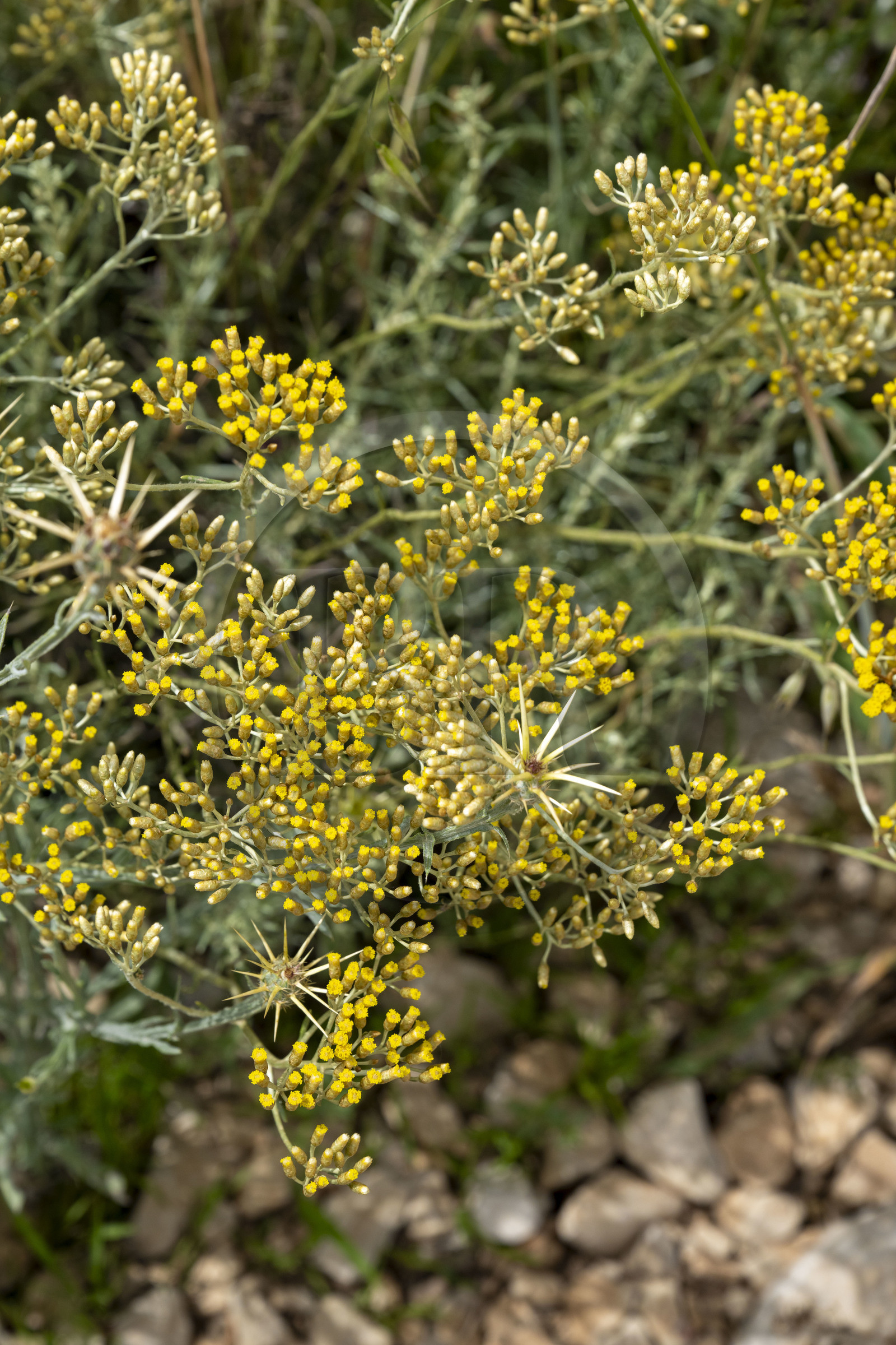France, Drôme (26), Drome provençale, Pays de Sault, Ferrassières, l'immortelle d'Italie (helichrysum italicum)