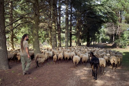 France, Var, Massif des Maures, Collobrières, plateau Lambert, the shepherd Laurent Ripert surrounded by his 400 mourerous sheep