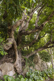 France, Alpes-Maritimes, Saint Jean Cap Ferrat, Villa and Gardens Ephrussi de Rothschild, the Carob tree already present on this land long before the creation of the garden, a remarkable tree