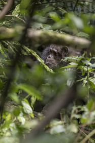 Rwanda, Province de l’Ouest, Nyakabuye, Parc national de Nyungwe, forêt tropicale humide naturelle de Cyamudongo, Chimpanzé commun (Pan Troglodytes)