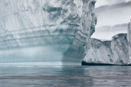 Groenland, cote Nord-Ouest, mer de Baffin, iceberg dans Inglefield Fjord vers Qaanaaq, goéland bourgmestre (Larus hyperboreus)