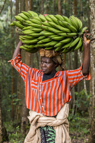 Rwanda, Province de l’Ouest, Gisuma, paysanne partant au marché en portant sur sa tête un régime de bananes