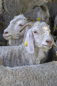 France, Drome, regional natural park of Baronnies provencales, Saint Sauveur Gouvernet, Mohair du Moulin farm in the Ennuye river valley, Angora goat breeding