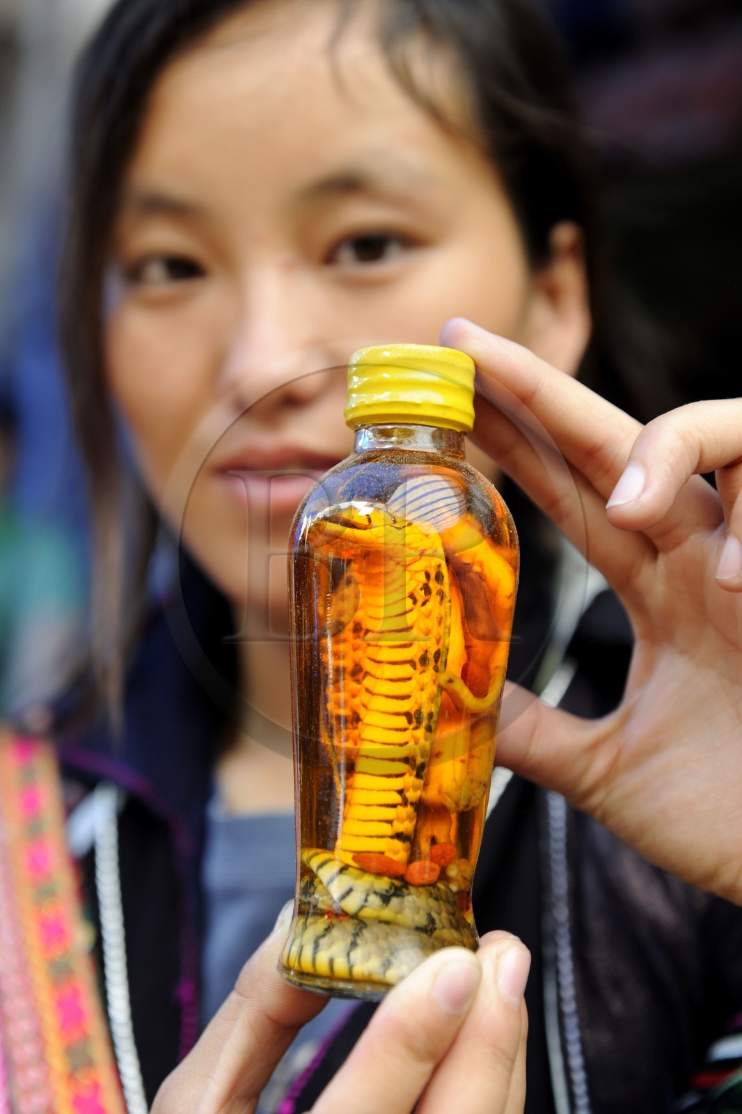 Vietnam, province de Lao Cai, marché de Sapa, petite bouteille d'alcool de riz contenant un cobra
