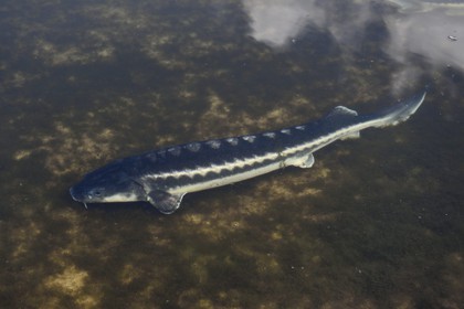 France, Dordogne, Perigord Blanc, Neuvic, Domaine Huso, production company of the Caviar de Neuvic, siberian sturgeon (Acipenser baerii)
