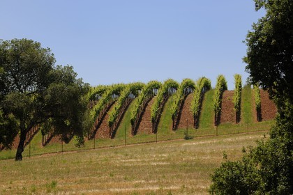 Etats-Unis, Californie, Sonoma County, le vignoble de la propriété Arista