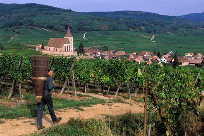 France, Haut Rhin, the Alsace wine road, Hunawihr Village, labelled Les Plus Beaux Villages de France (The Most Beautiful Villages of France), Christophe Kurtz grape picker with a wooden basket on his bac