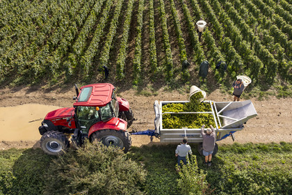 France, Côte-d'Or (21), les climats de Bourgogne classés Patrimoine Mondial de l'UNESCO, Route des Grands Crus, vignoble de la Côte de Beaune, Meursault, vendanges dans les vignes où les Hospices de Beaune possèdent des parcelles (vue aérienne)