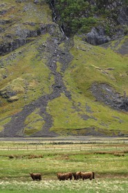 Royaume-Uni, Ecosse, région des Highlands, troupeau de vaches dans la mystérieuse vallée de Glencoe