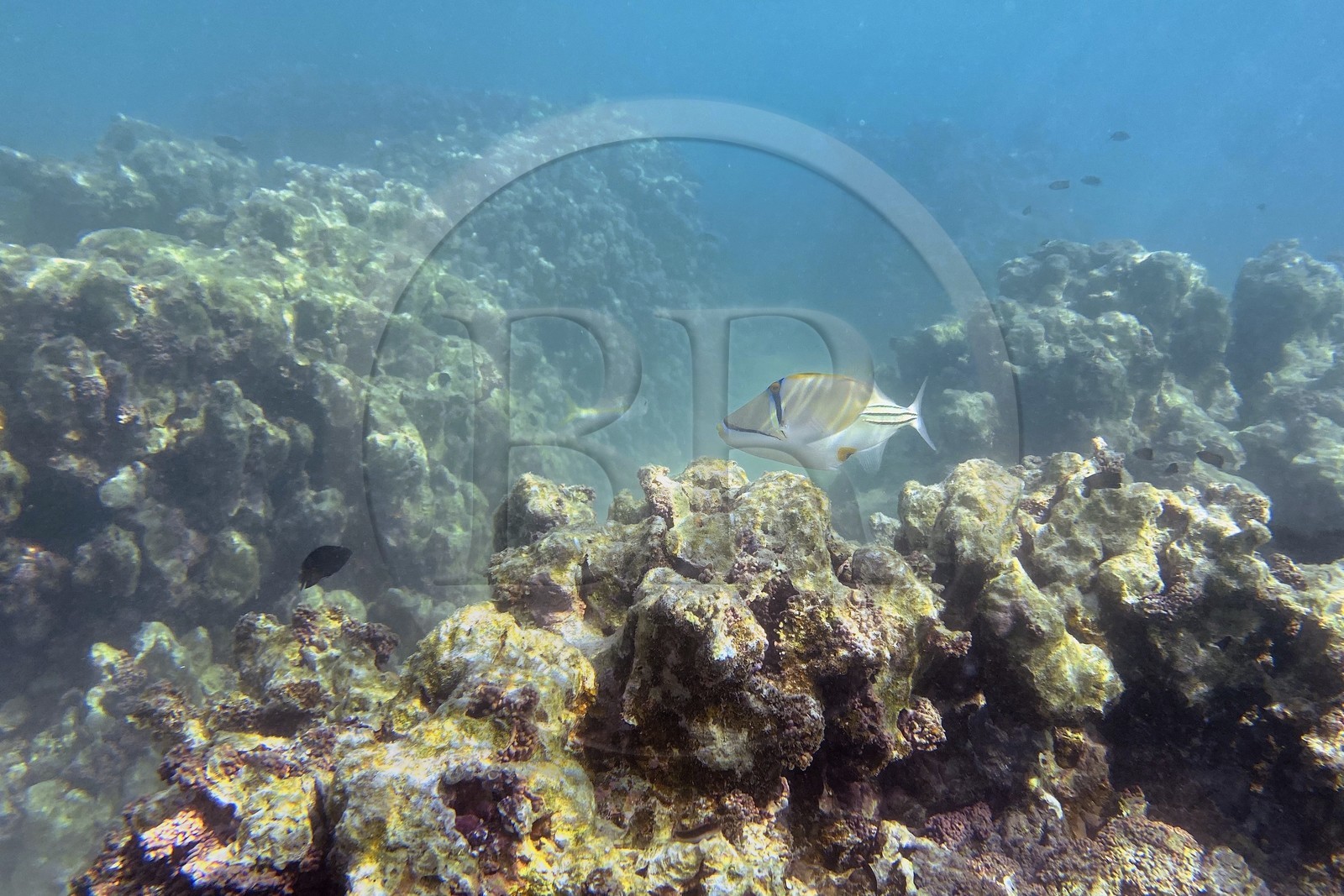Sultanat d'Oman, gouvernorat de Mascate, réserve naturelle des Iles Daymaniyat, récif corallien Sultanat d'Oman, gouvernorat de Mascate, réserve naturelle des Iles Daymaniyat, récif corallien